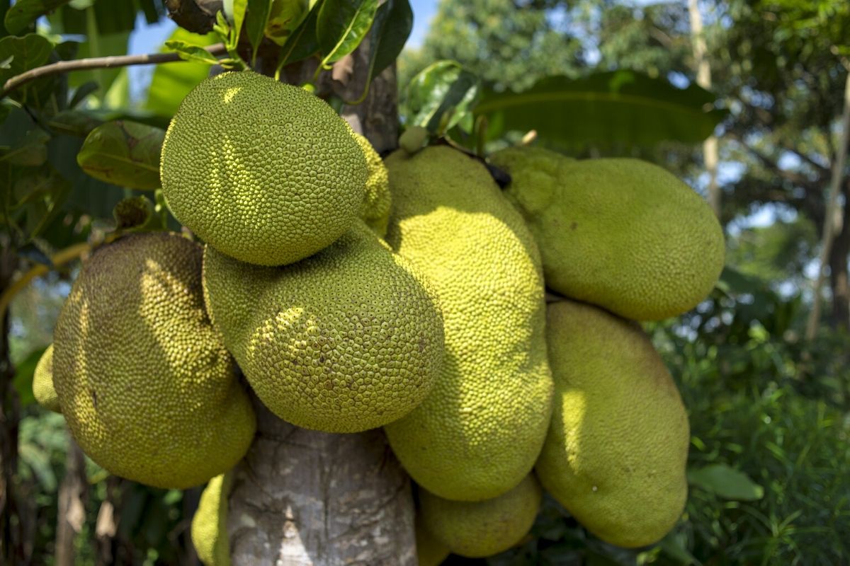 Benefits Of Honey Jackfruit health benefits