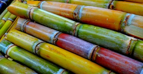 Raw Sugar Cane