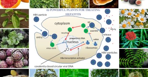 19 powerful plants for treating hepatitis