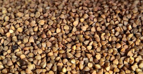 buckwheat