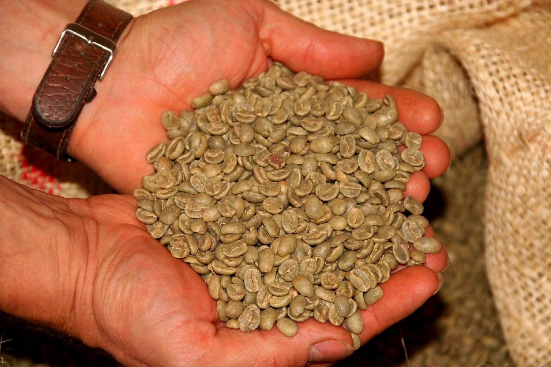 green coffee bean wholesalers