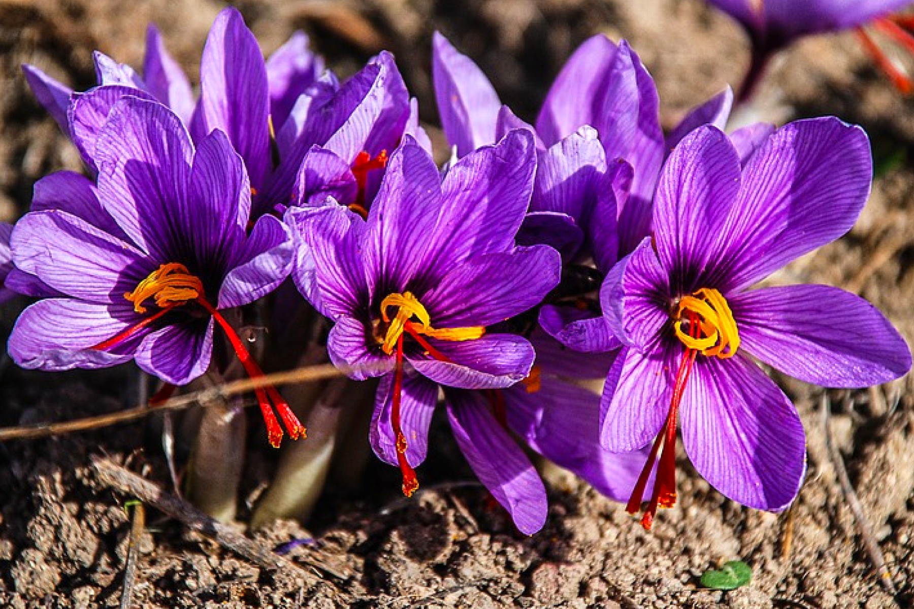 extraordinary benefits and uses of saffron