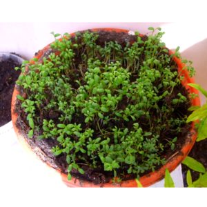 15 ASTONISHING BENEFITS OF GARDEN CRESS (HALIM SEEDS)