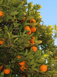 benefits of tangerine fruit