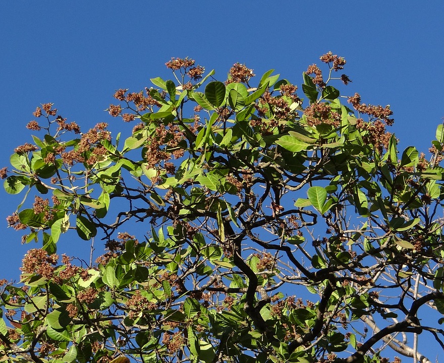 cashew growing on a tree