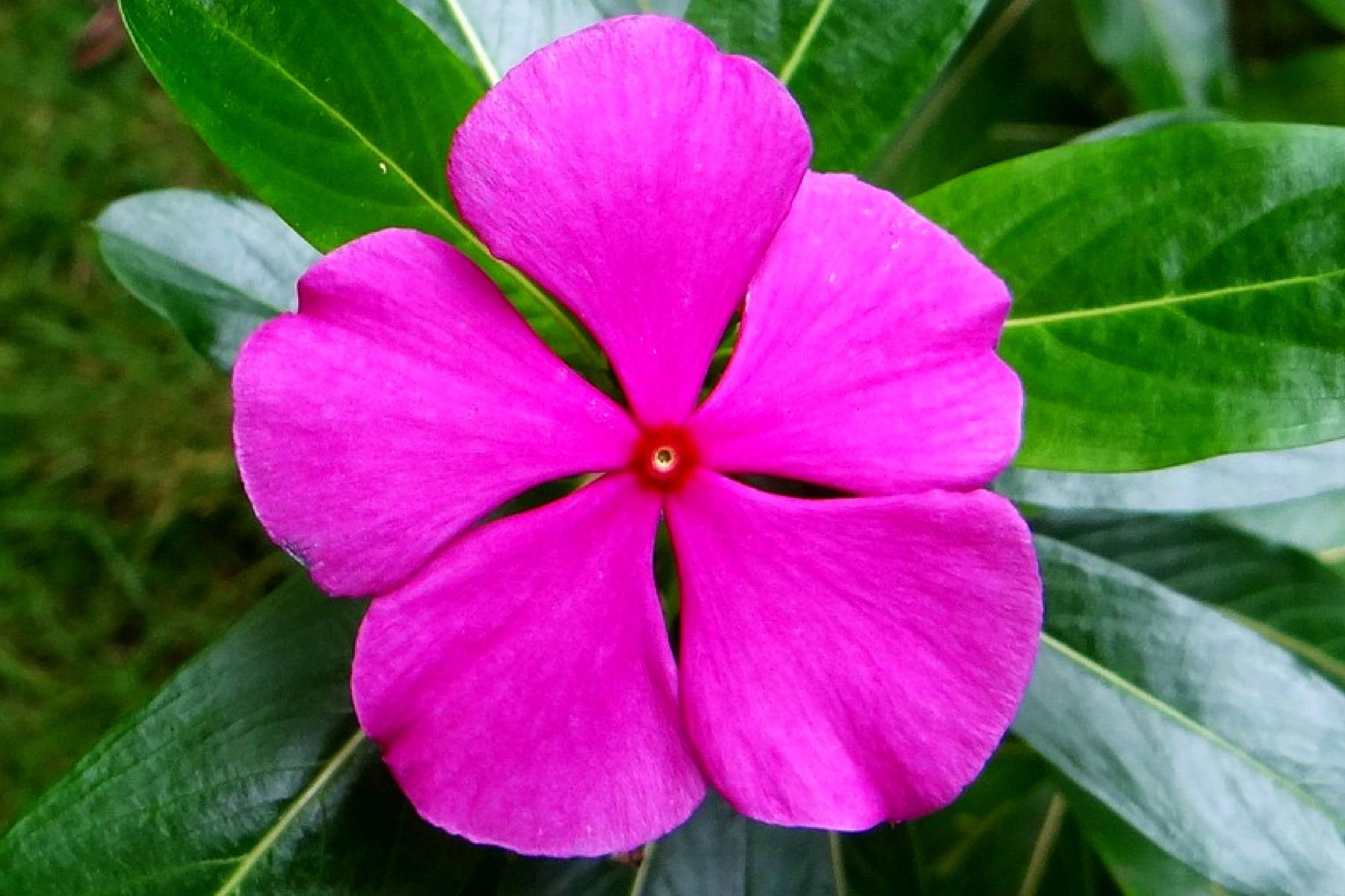 25 EXCEPTIONAL BENEFITS OF CATHARANTHUS ROSEUS