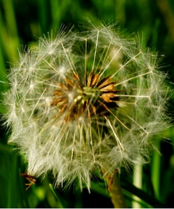 Dandelion