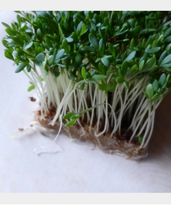 Garden Cress