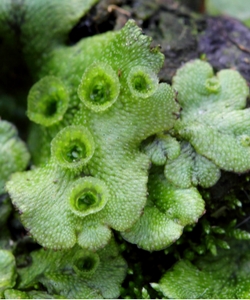 Marchantia