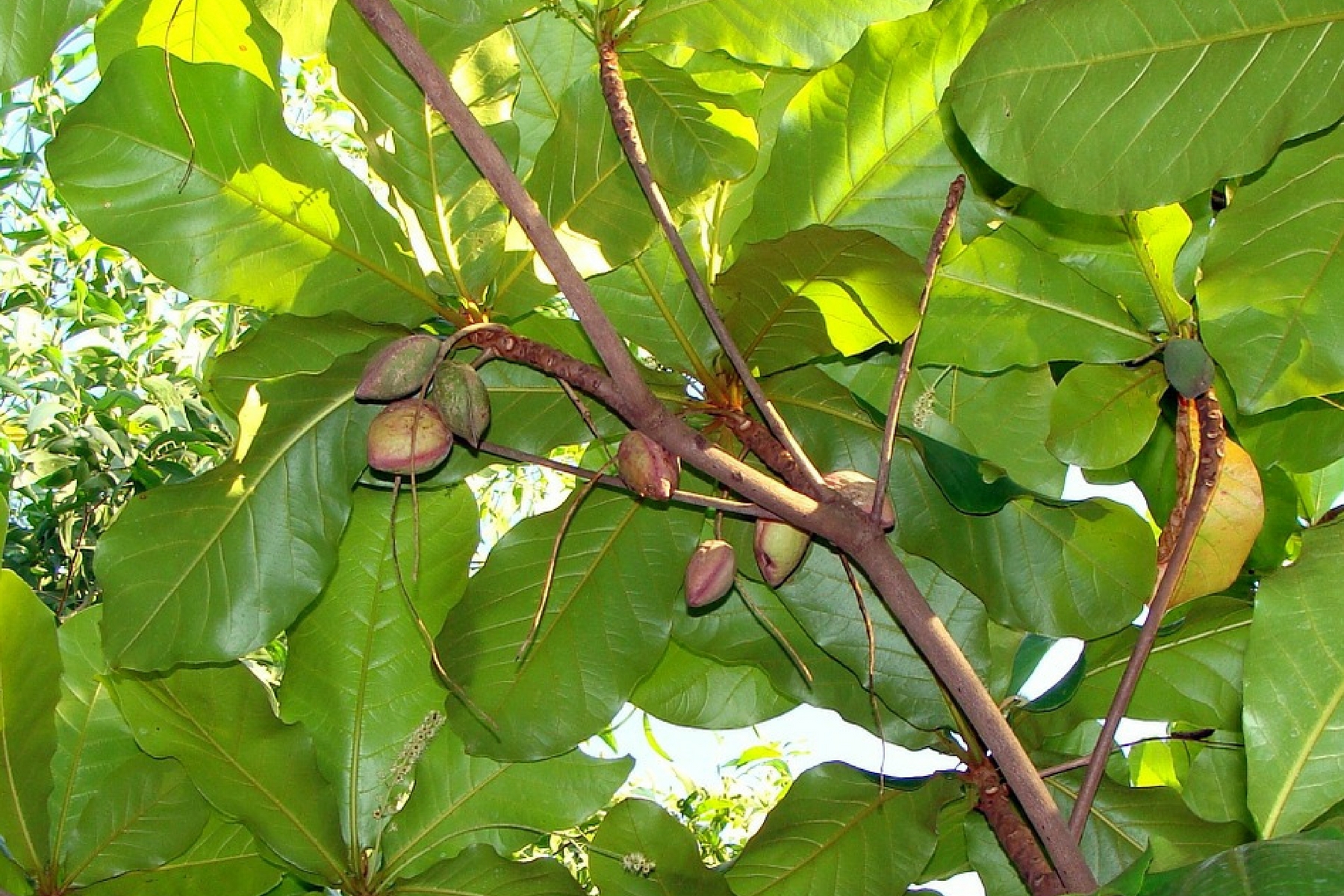 17 AWESOME BENEFITS OF THE TROPICAL ALMOND